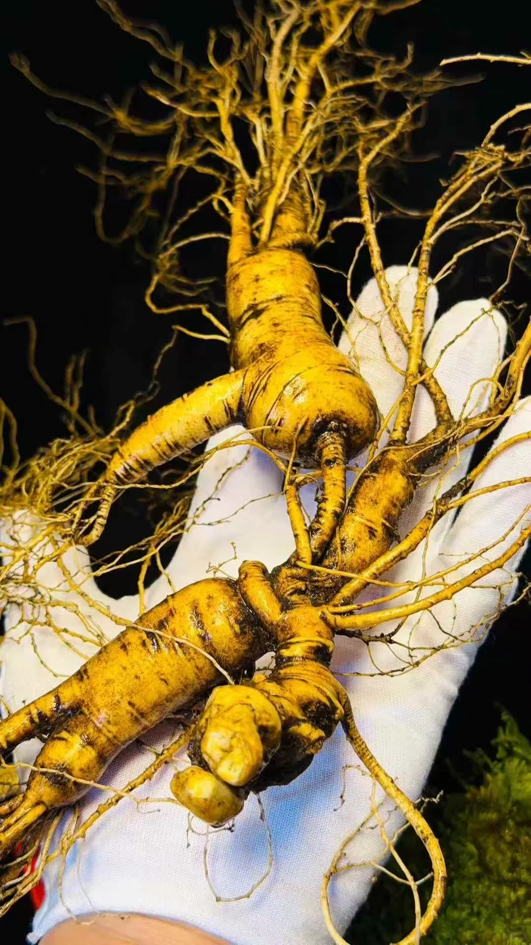 林下参的好处你知道么