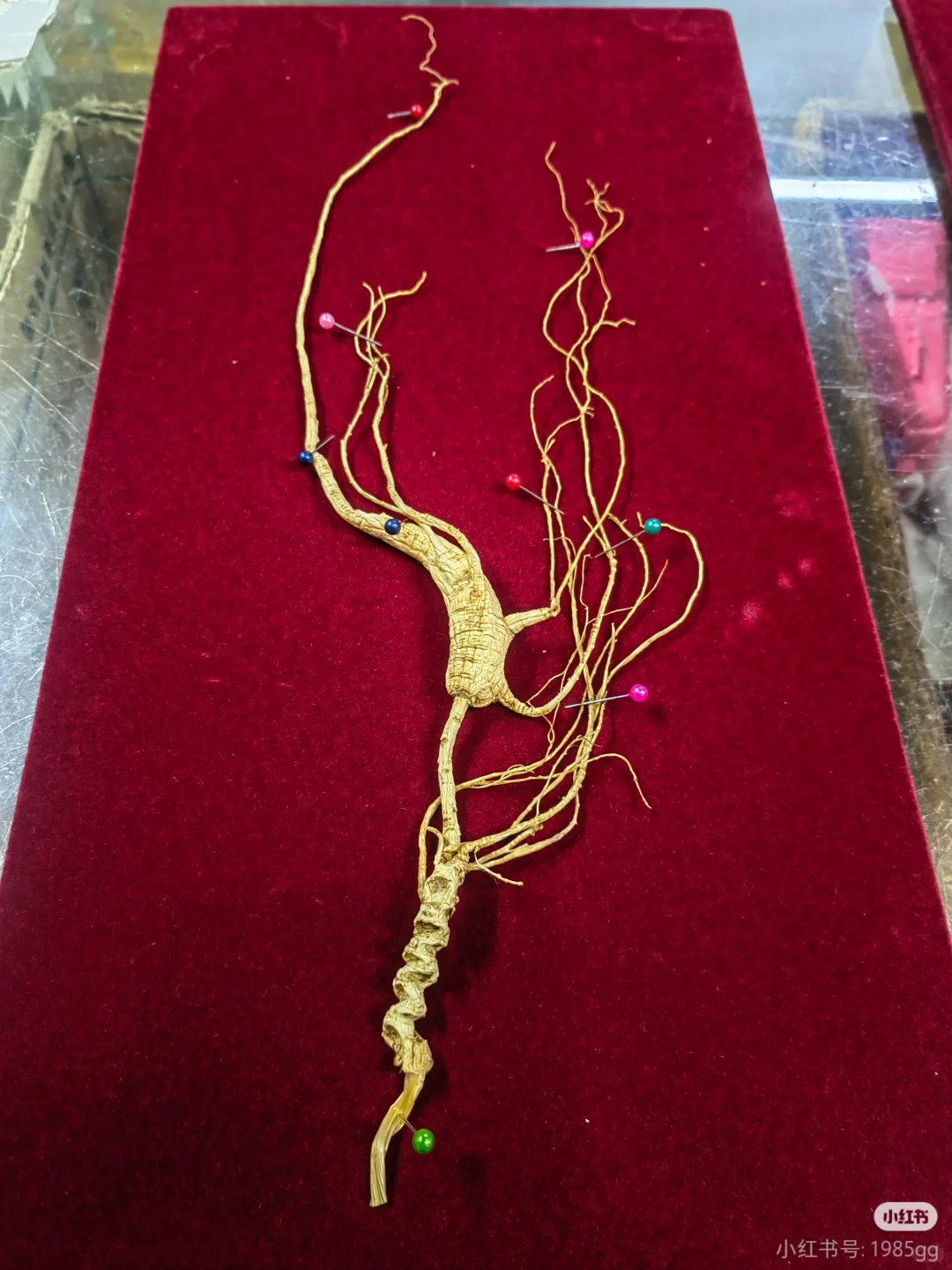 看看怎么选！林下参！