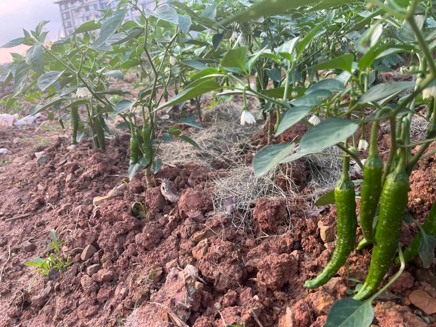 期待收获的季节