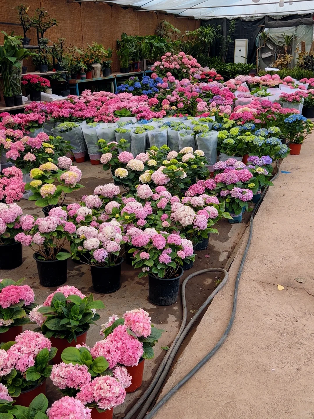 洛阳｜你不知道的买花地儿！(2025 最新实探)