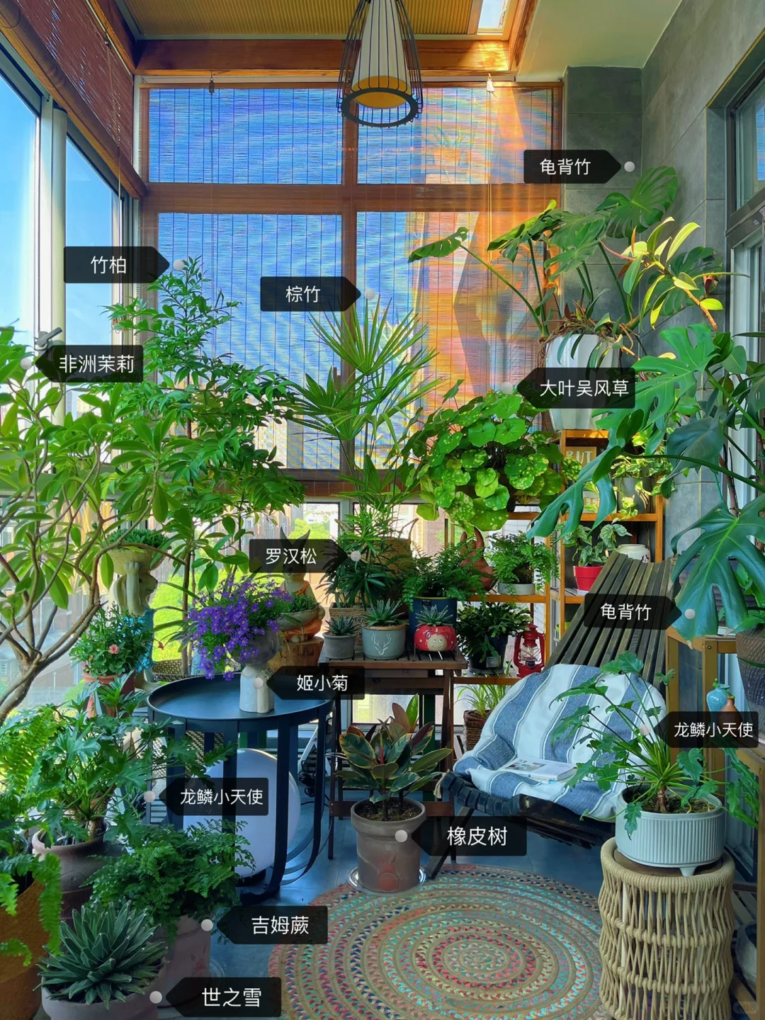 9m²小森林｜跟大家聊聊我家阳台的植物选择