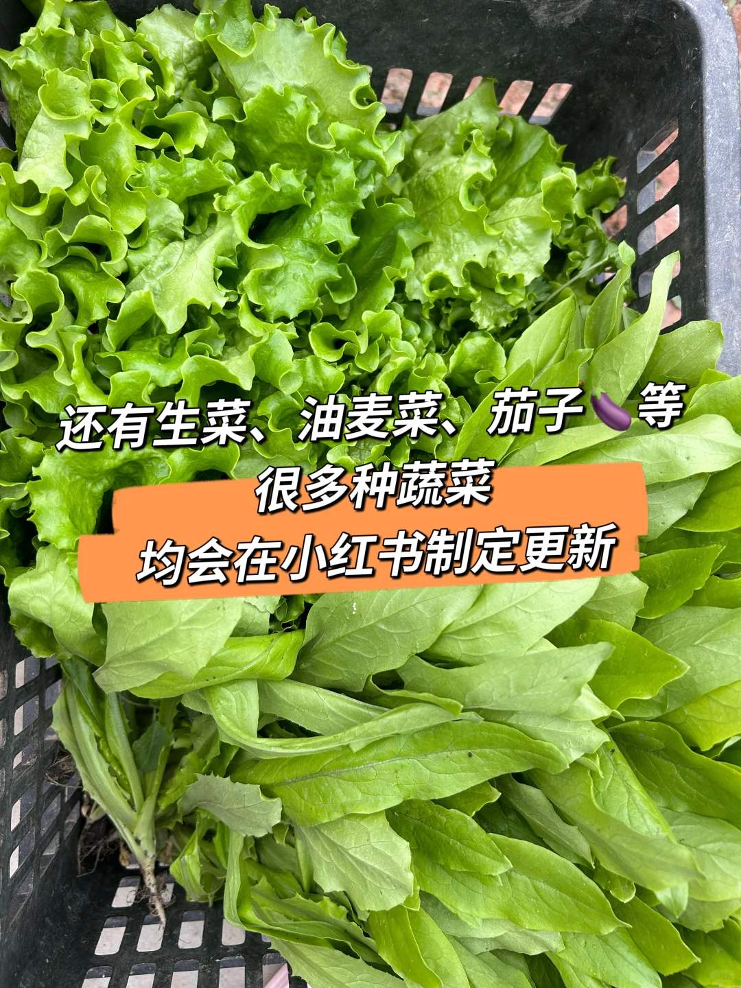 每天10元，给娃吃带泥土味的纯绿色蔬菜