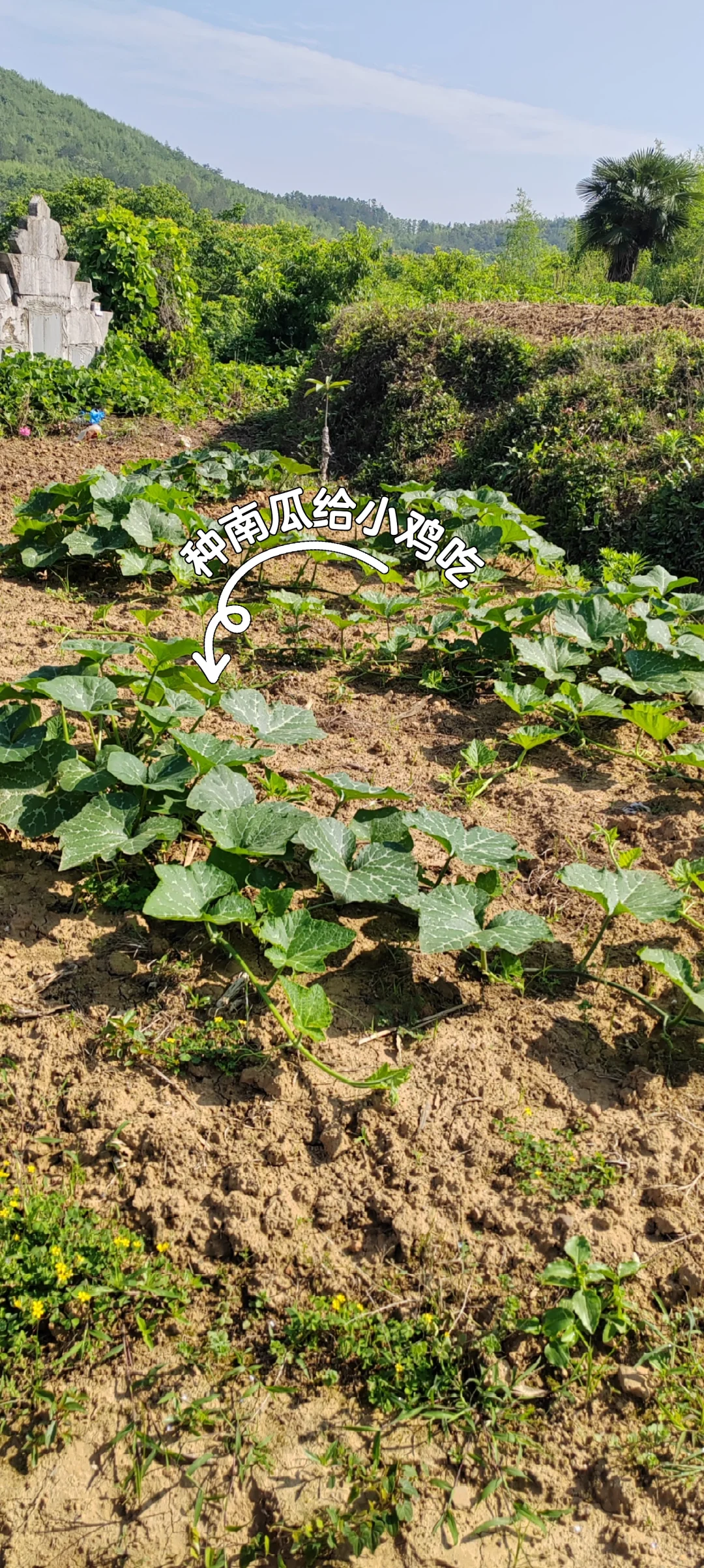 春天播种的蔬菜，夏天也是丰收的季节