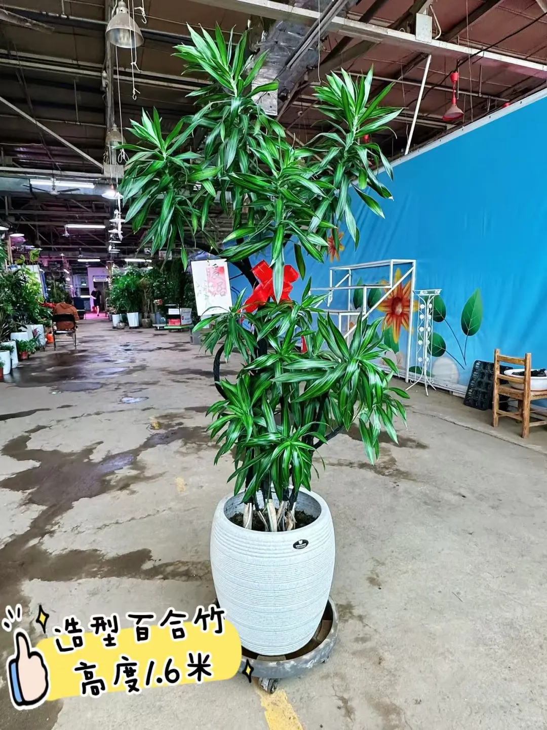 沈阳同城送货上门啦家人们?