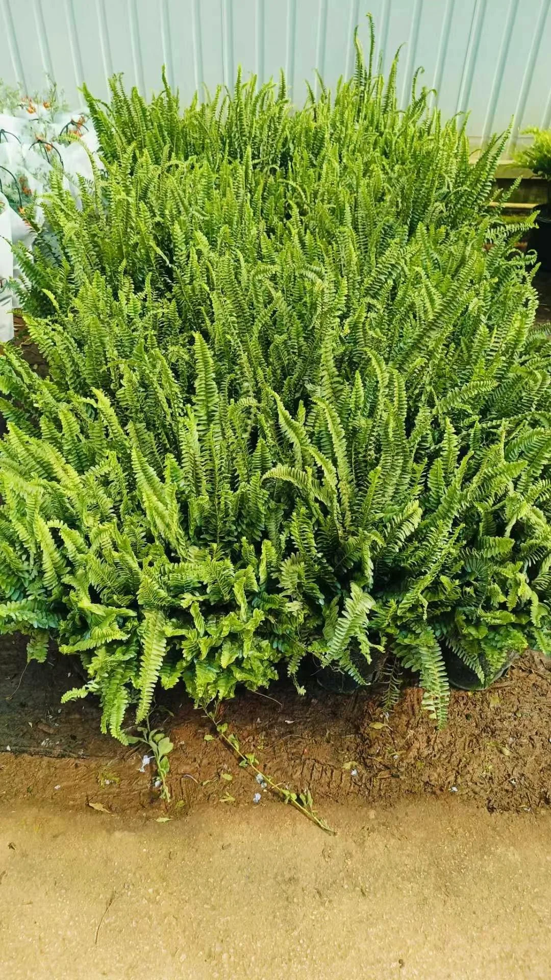 宝子们来猜猜你们认识那几款花花。