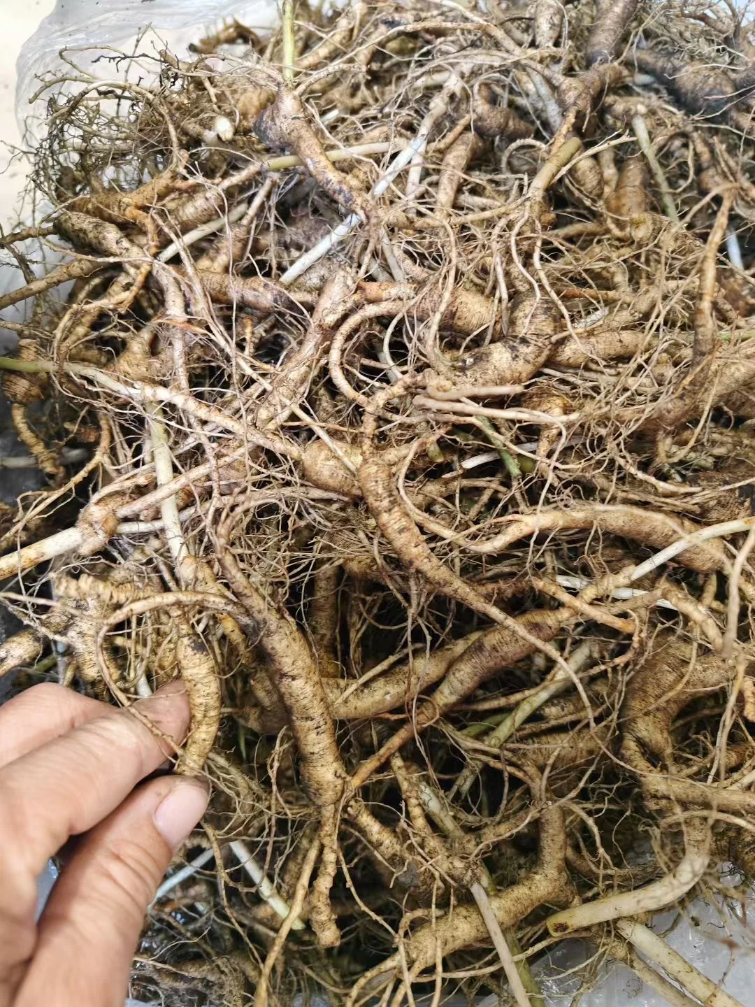 22年的林下籽小货，