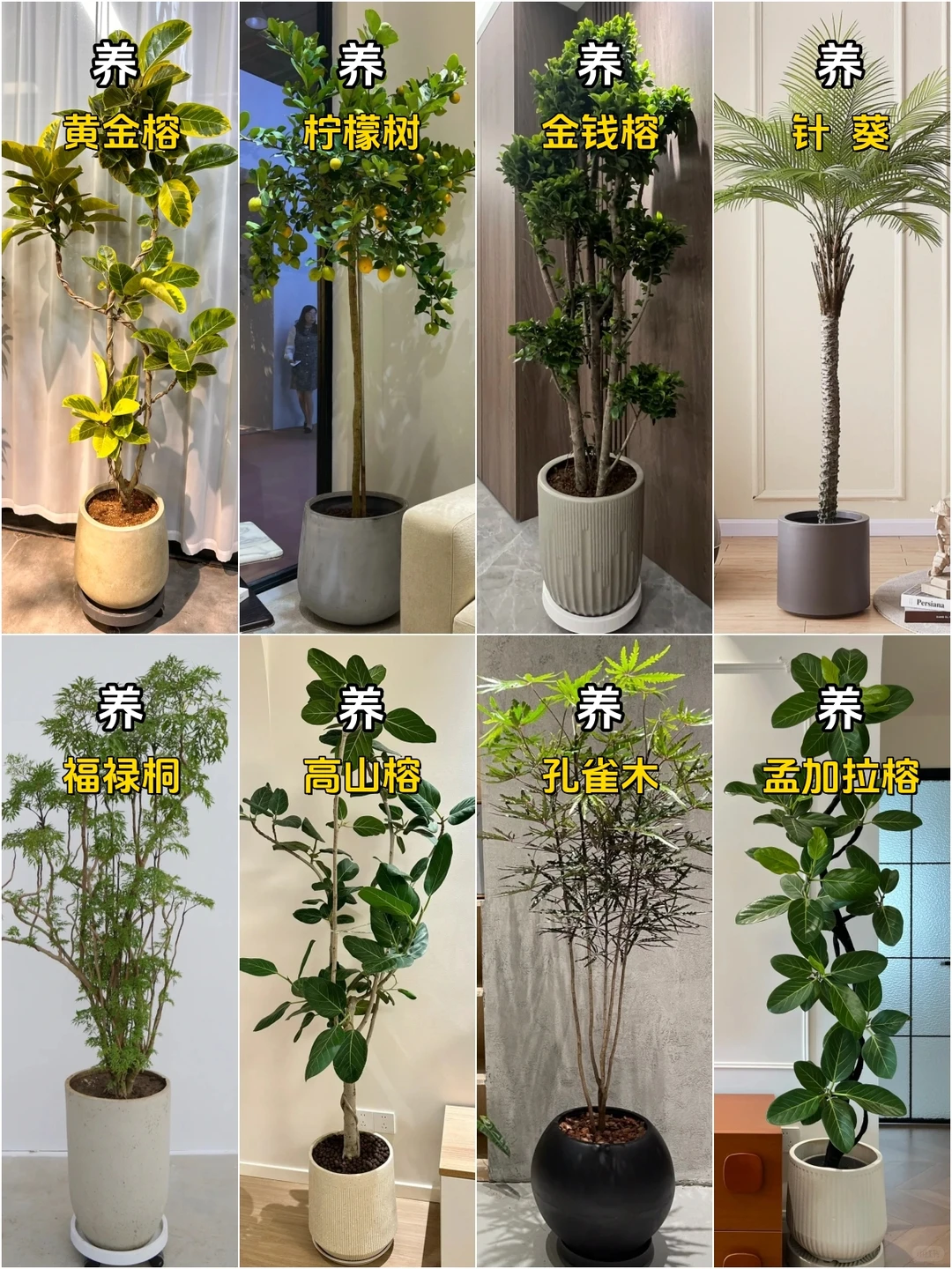 想养好网红客厅绿植？这几种劝你千万别碰！