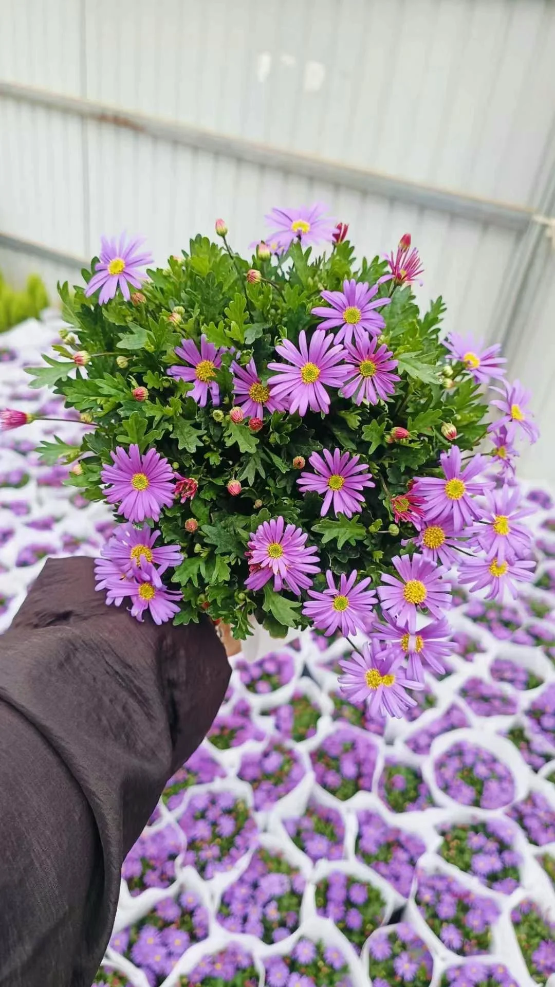 宝子们来猜猜你们认识那几款花花。