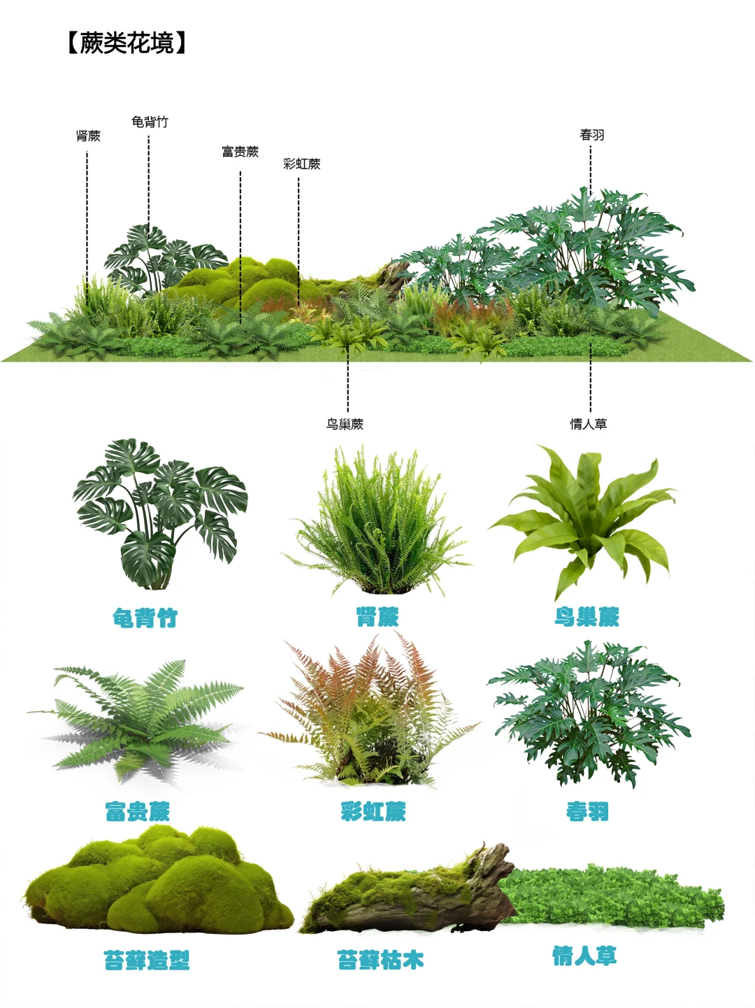 大合集l园林植物搭配小科普