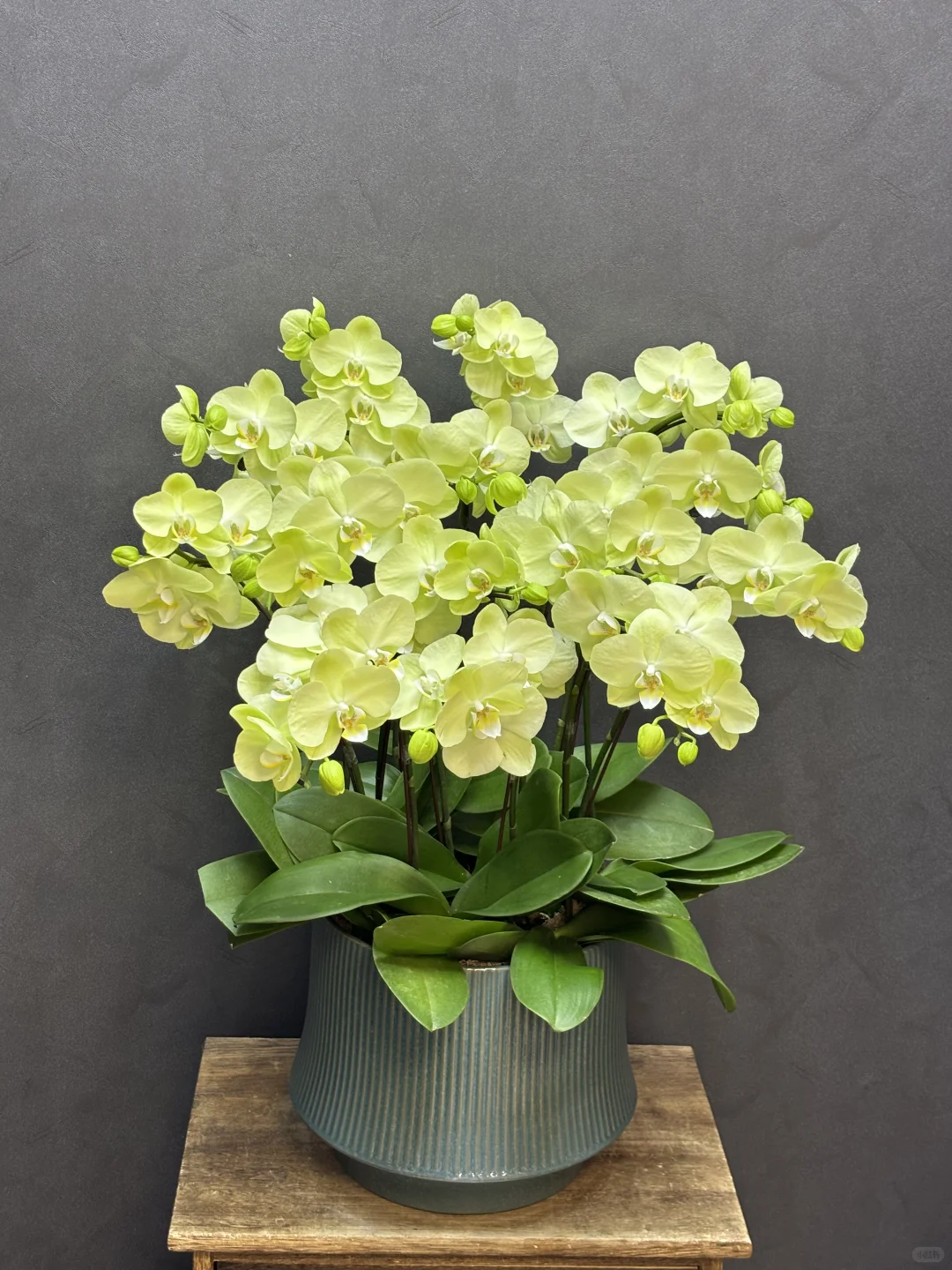 夏天的专属绿色蝴蝶兰养眼