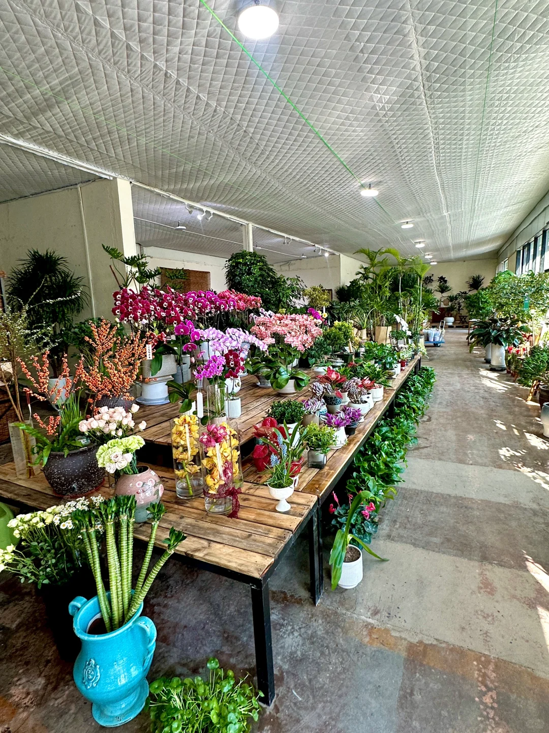 威海真的不缺无聊闲逛的小店……（绿植篇）