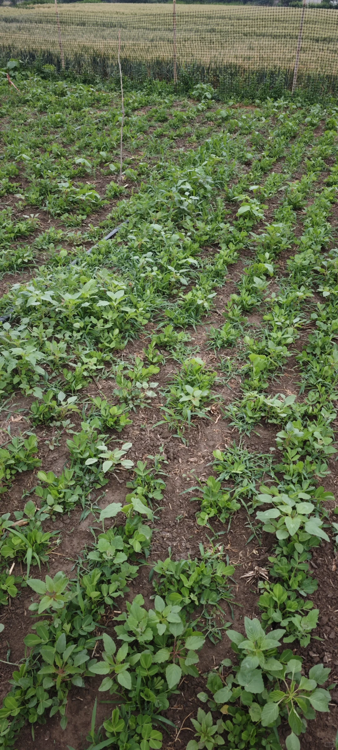 记录一下农场菜地的现状