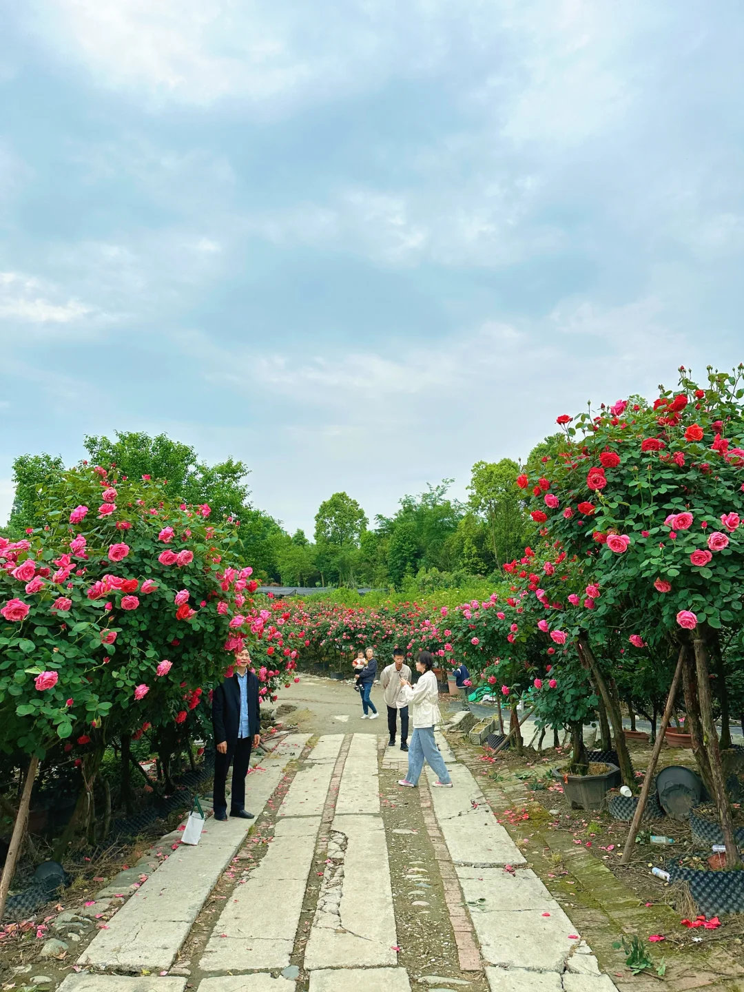 发现一片超美的玫瑰花园