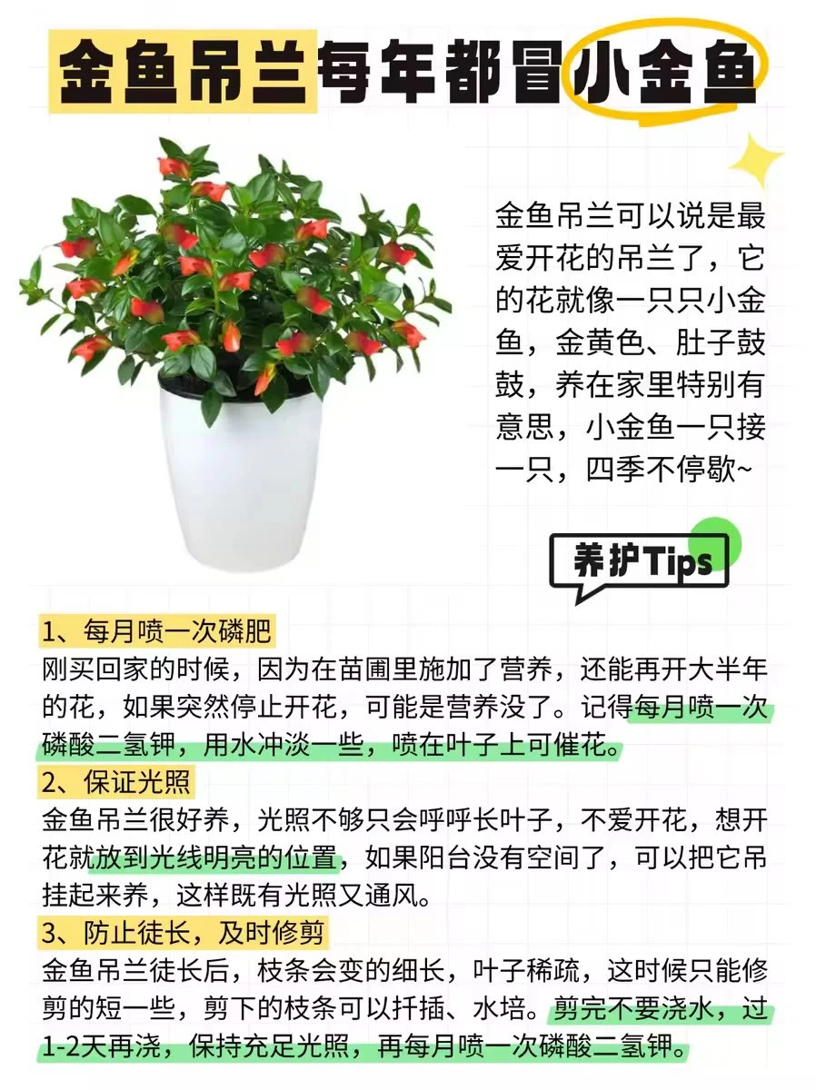 ?12种全年开花植物，懒人来挑战