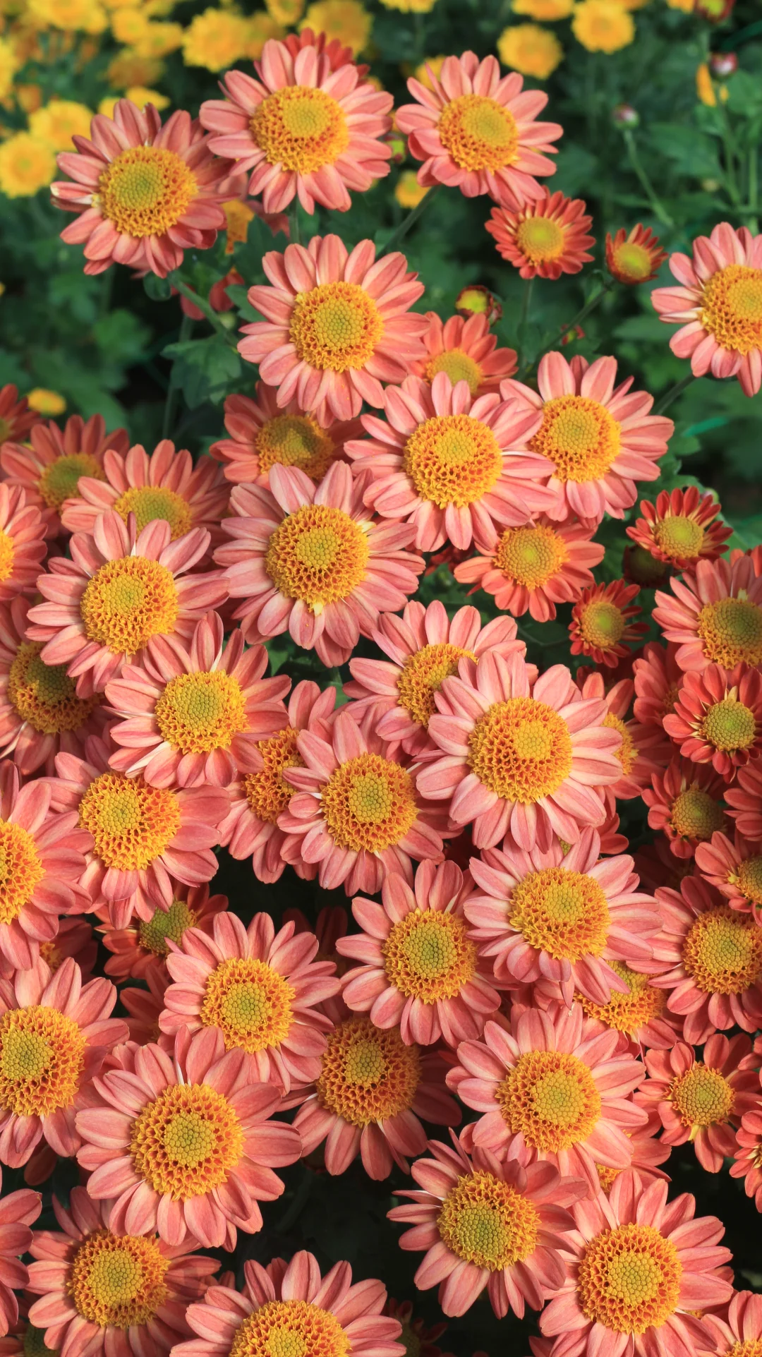 没时间，先发一个品种吧