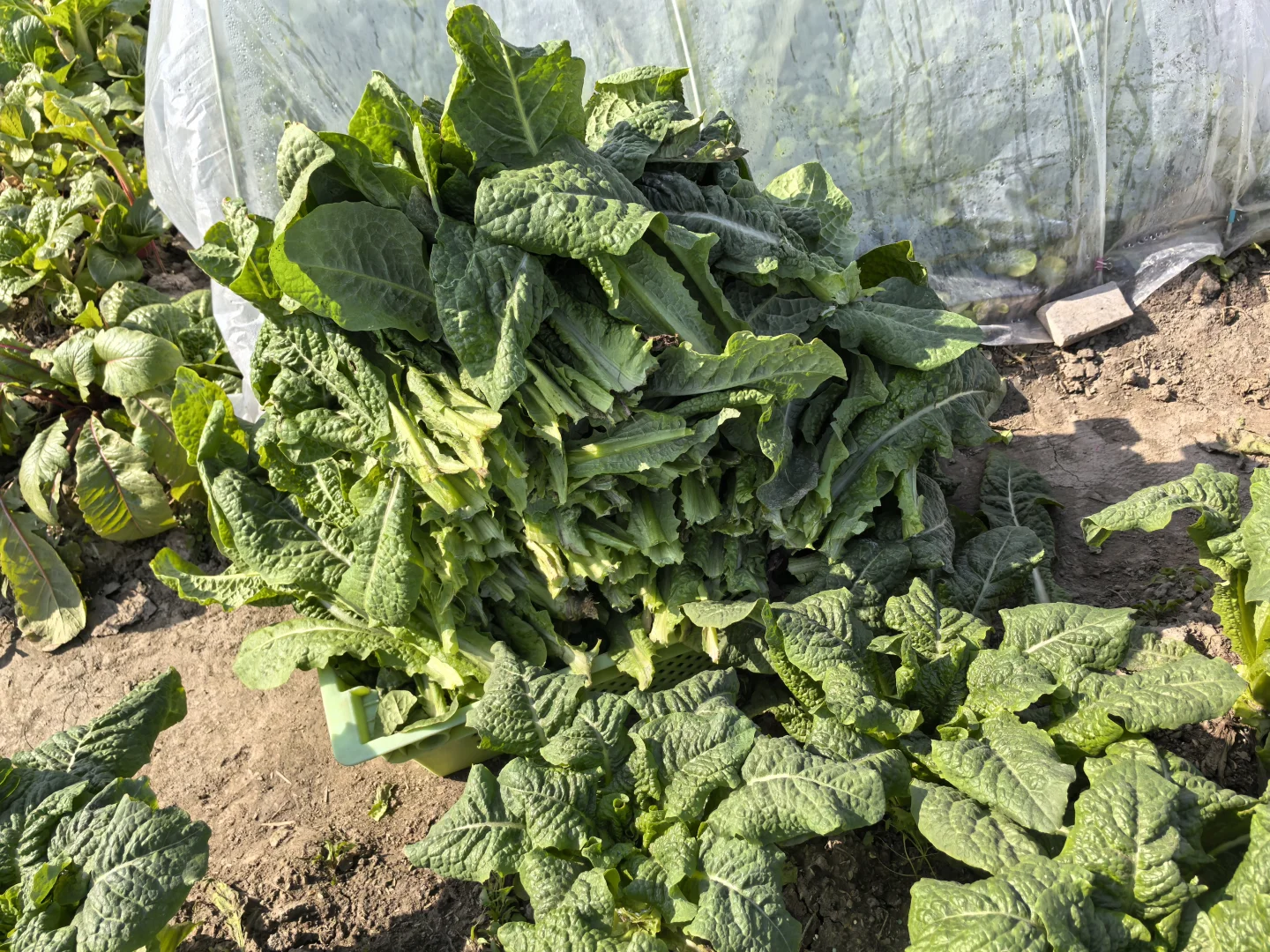 菜地种植的图片随时更新1.2