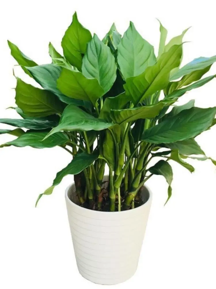 万年青盆栽?养不死的大型客厅绿植