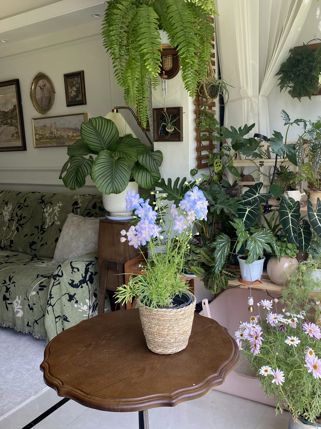 向大家强烈安利小花飞燕草！！这也太梦幻了！