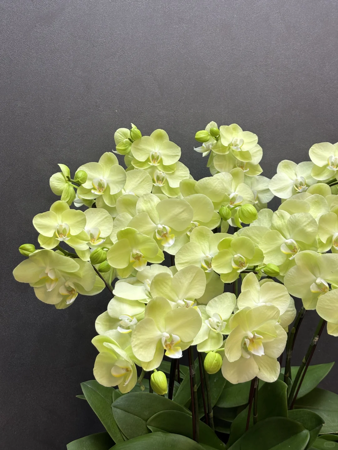 夏天的专属绿色蝴蝶兰养眼