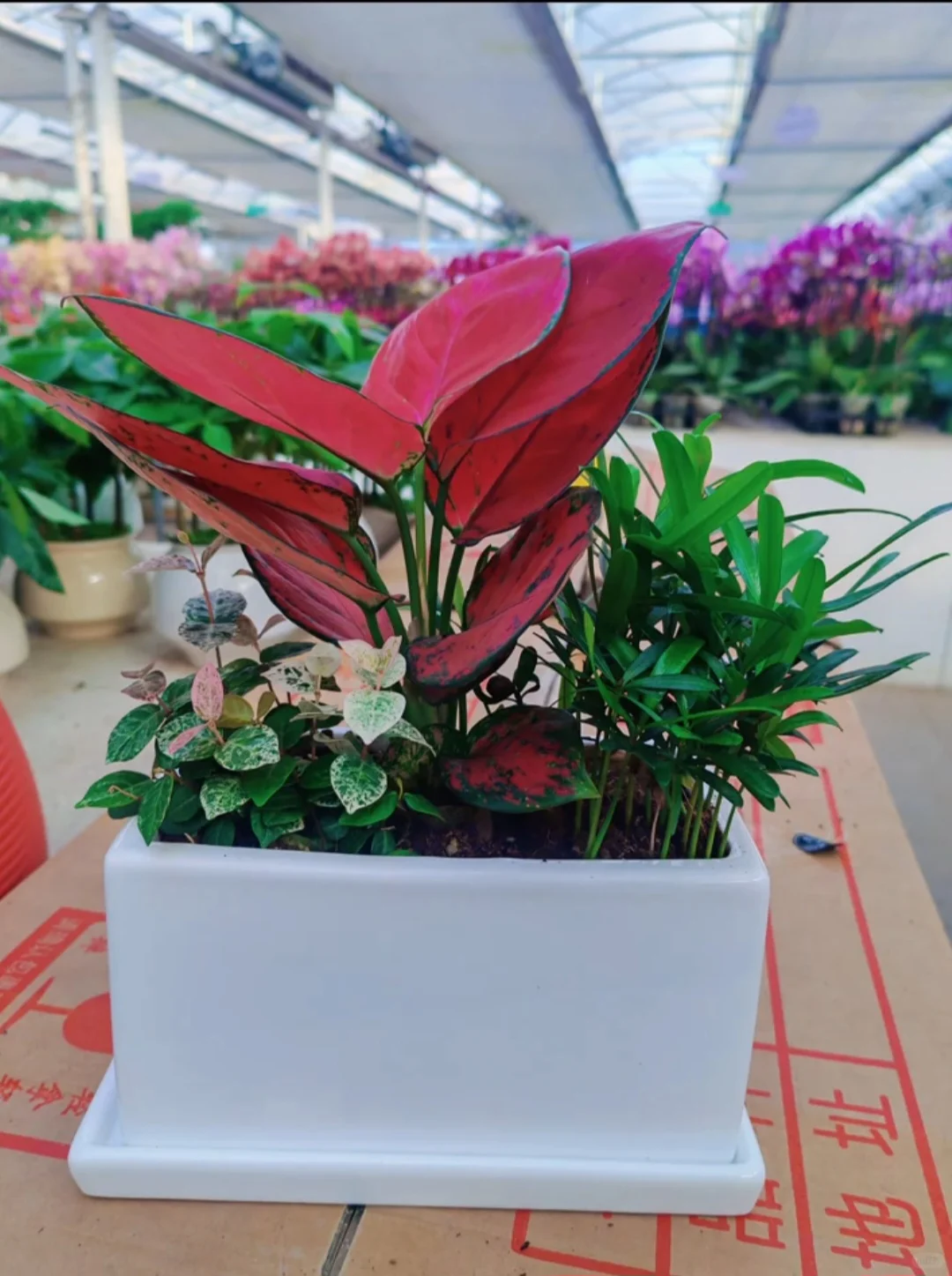 北京全区域专业绿植养护，绿植租摆