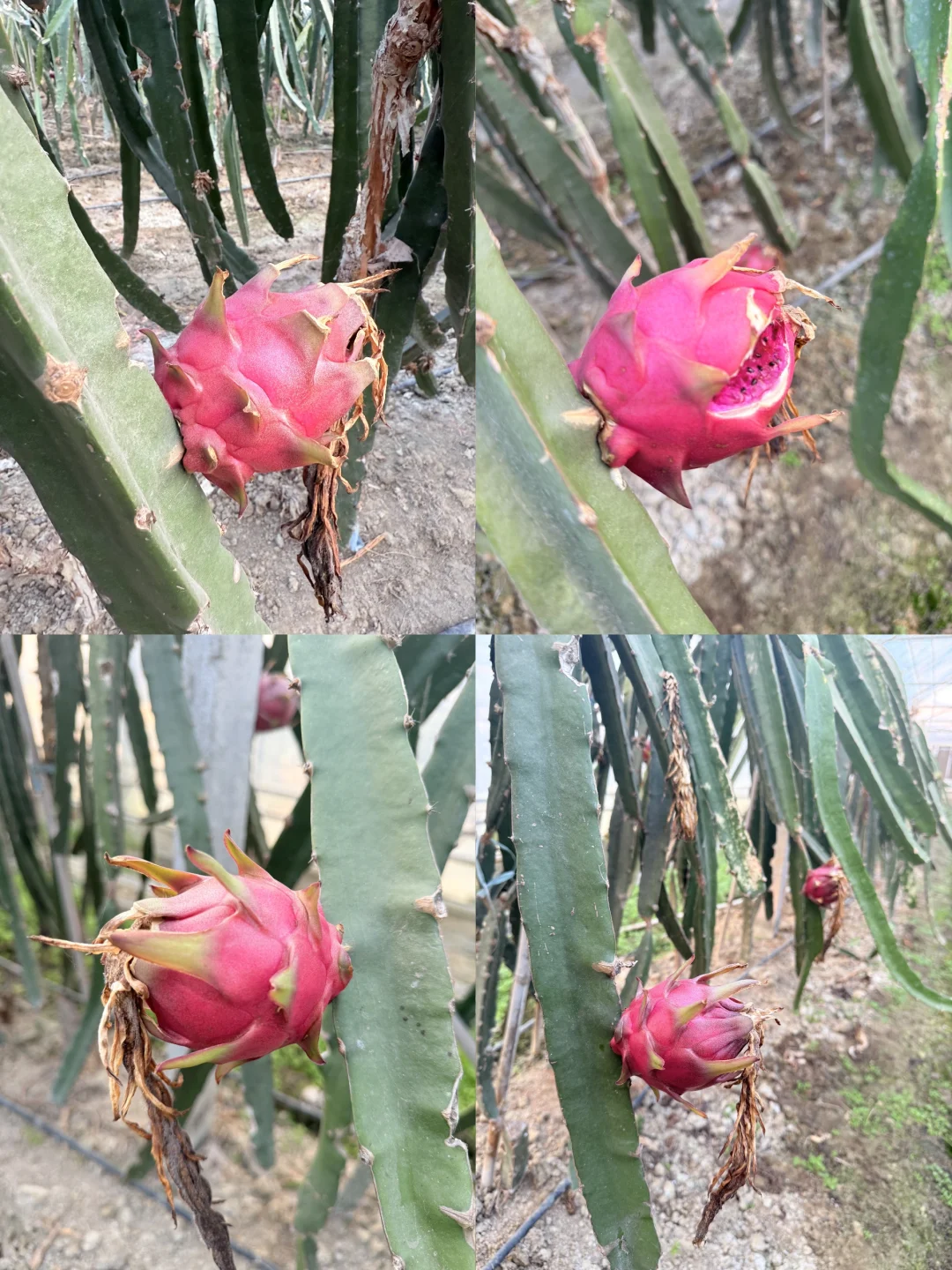 合肥亲子｜摘蘑菇?蔬菜?火龙果?