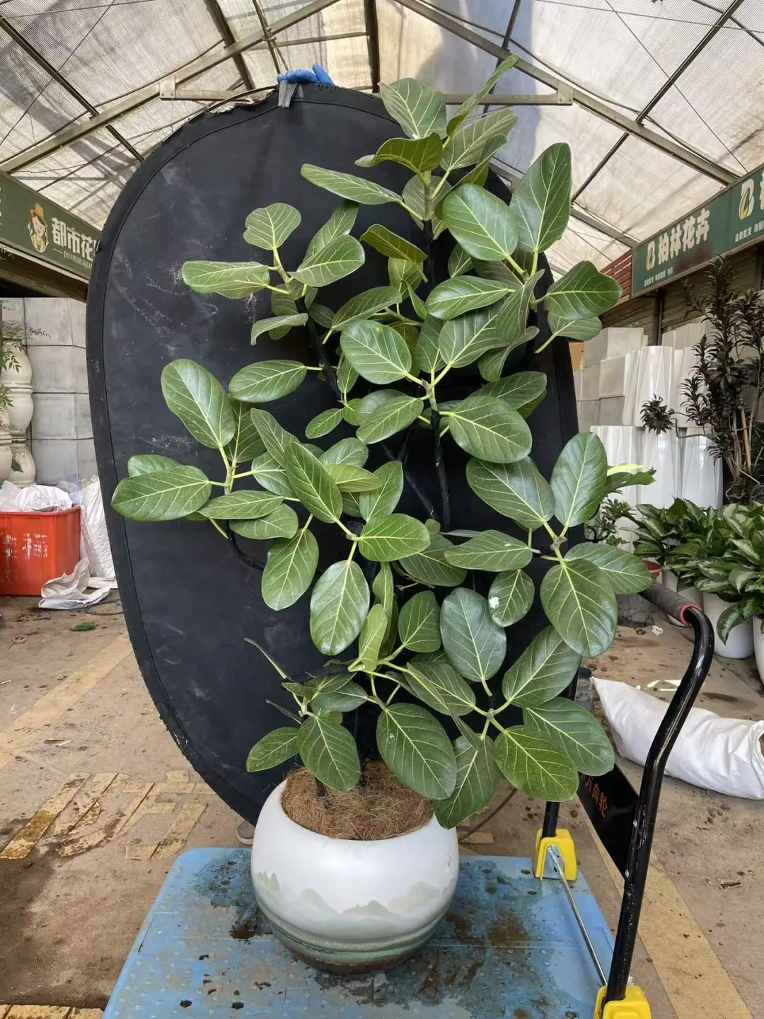 深圳绿植租赁批发，香港?配送