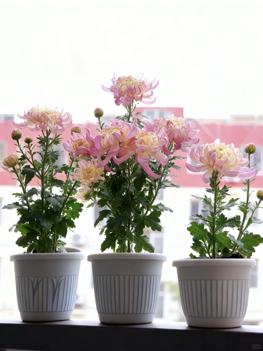 先声明，网购的，我只养了十来天！不要喷