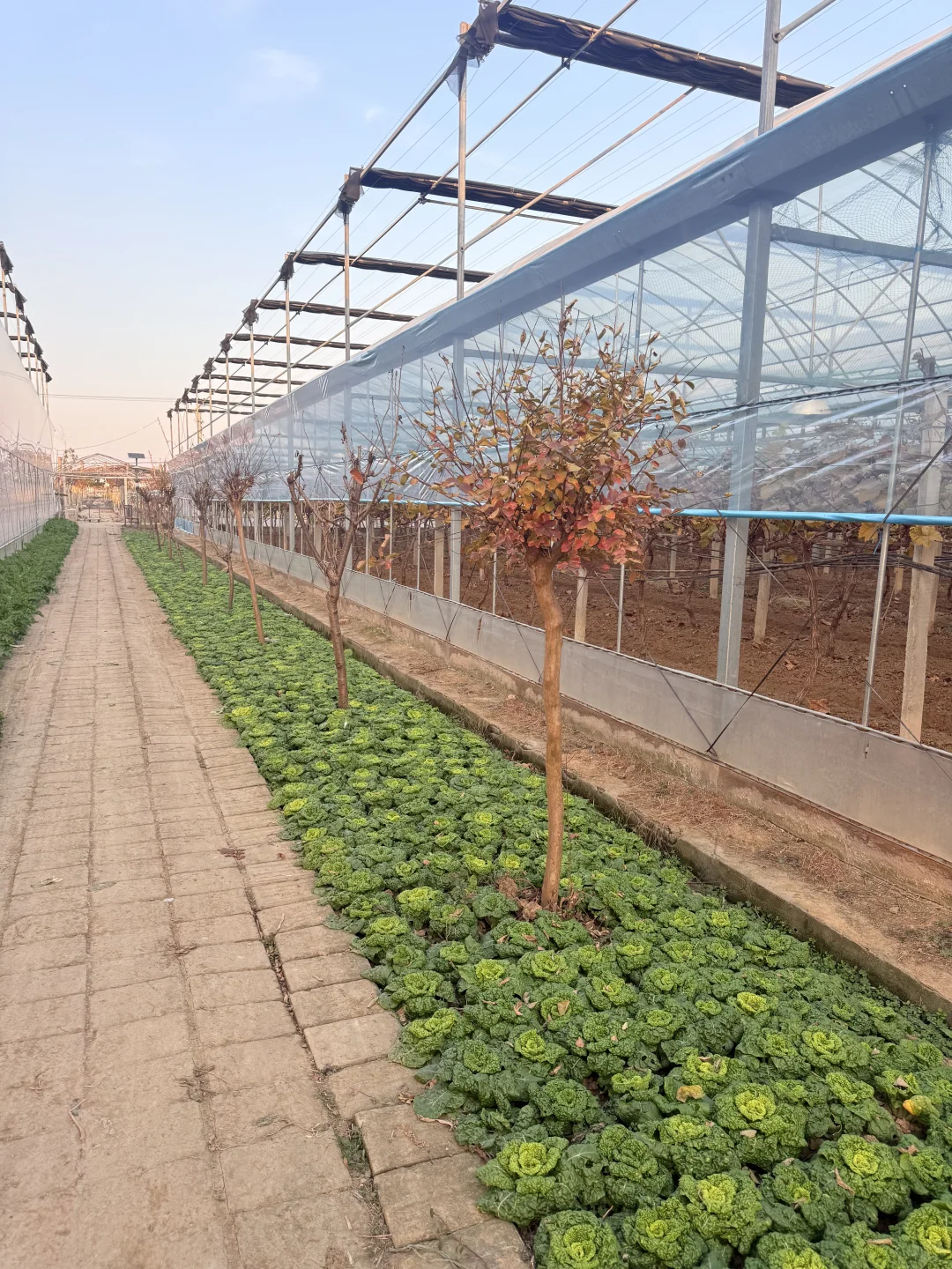 合肥亲子｜摘蘑菇?蔬菜?火龙果?