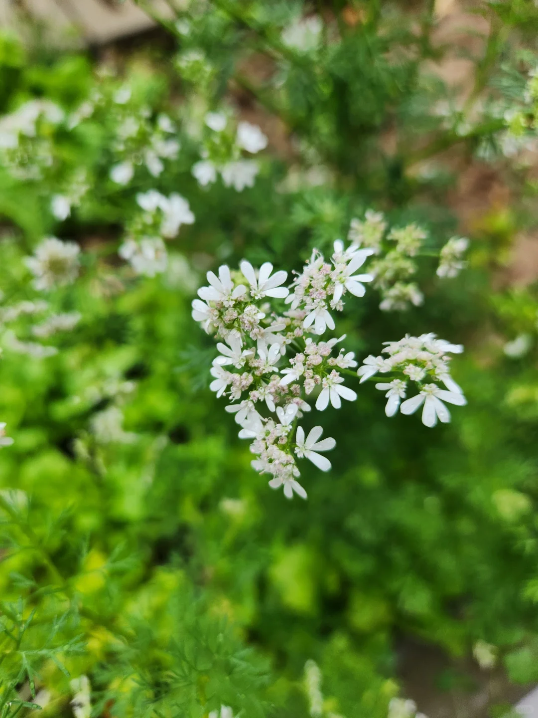 种点喜欢吃的蔬菜