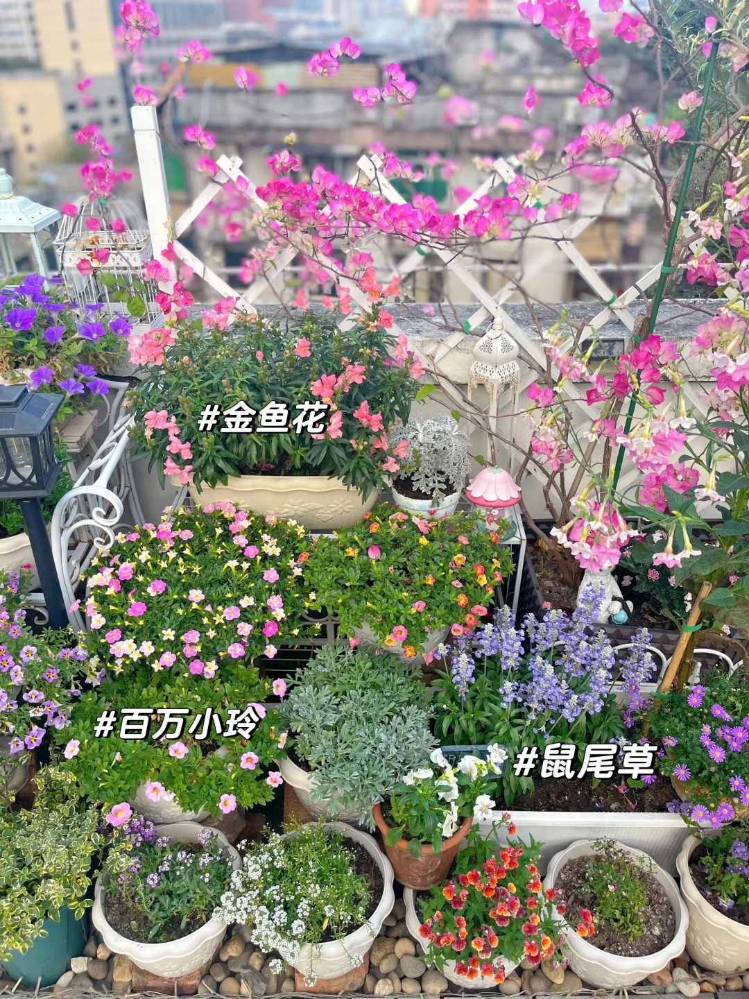 为什么我强烈推荐两广花友秋冬一定要种草花