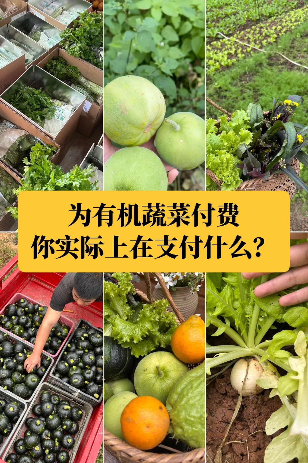 选择有机，是选择看见食物背后完整的链条