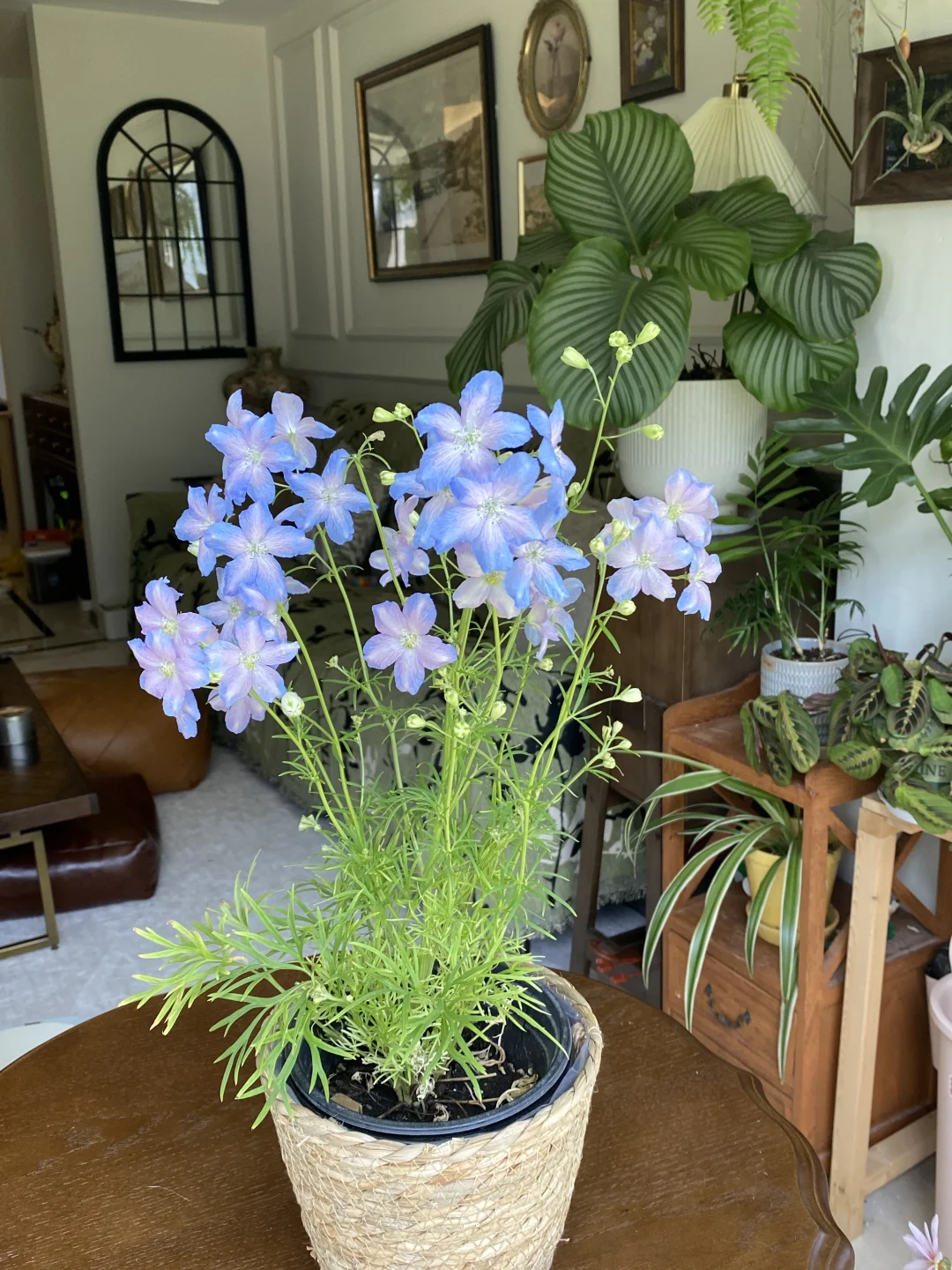 向大家强烈安利小花飞燕草！！这也太梦幻了！