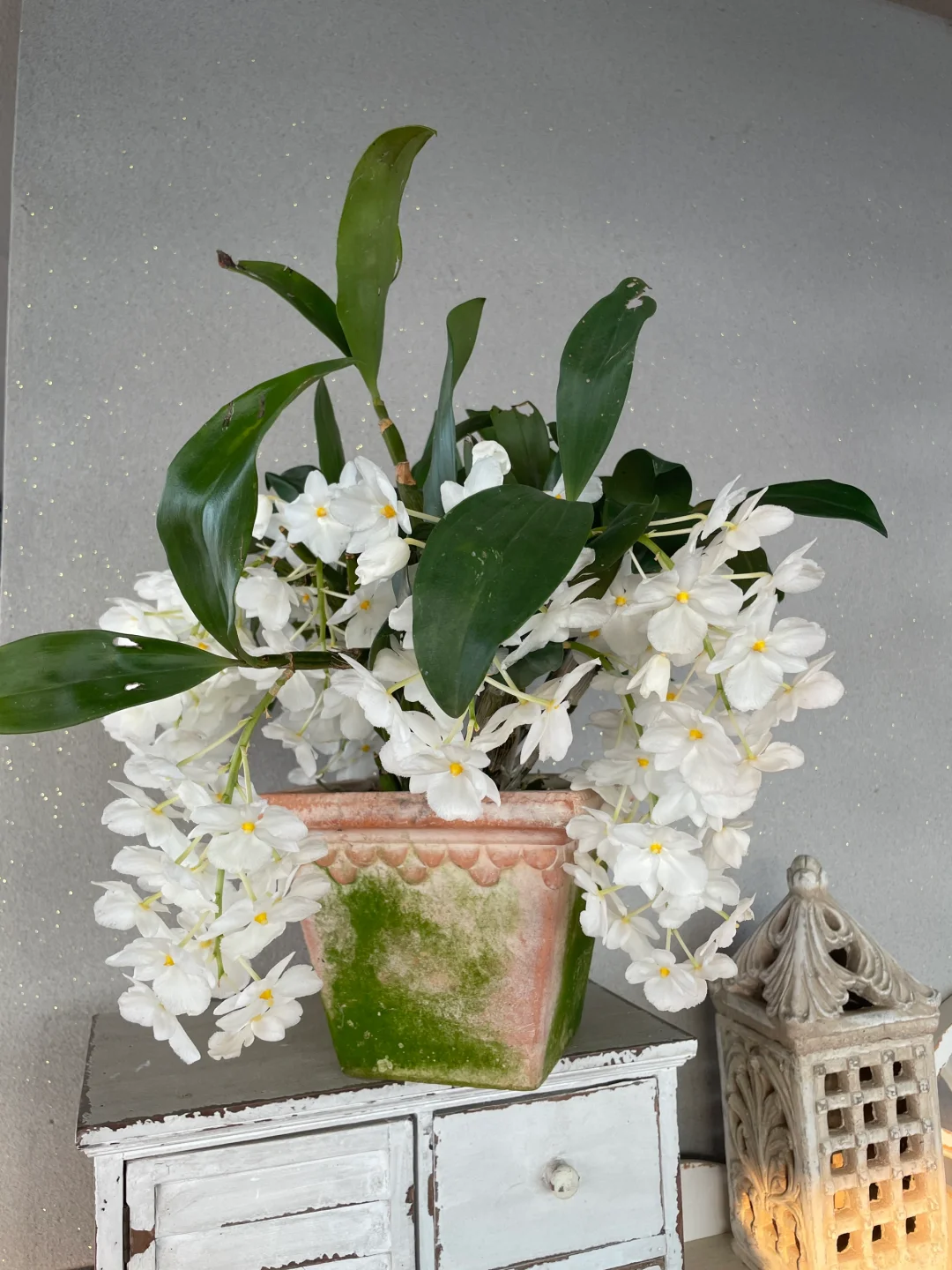 我的兰花（二）