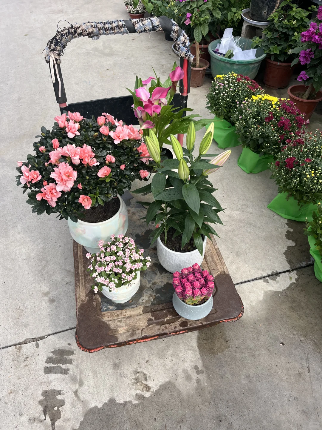 快来为家中添置些漂亮绿植吧！新货上架！