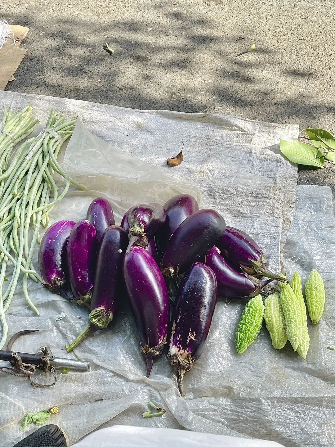 跟着奶奶卖自种鲜菜咯～