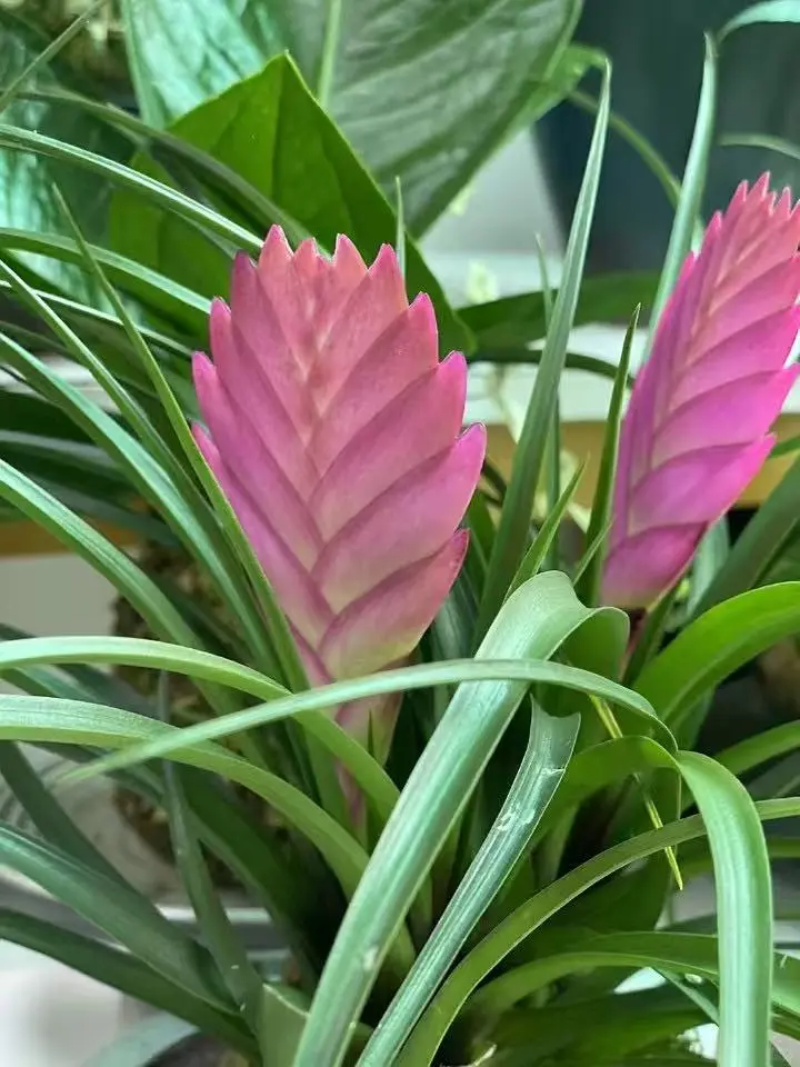 治愈系｜养花如养人,取悦自己