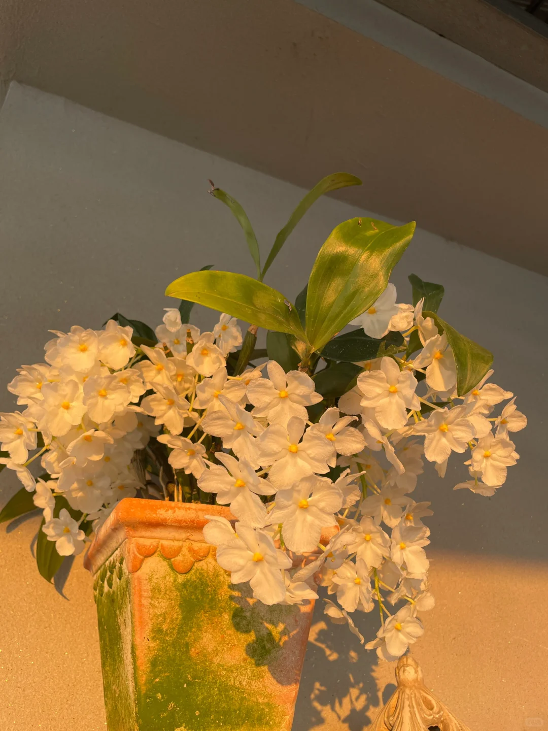 我的兰花（二）