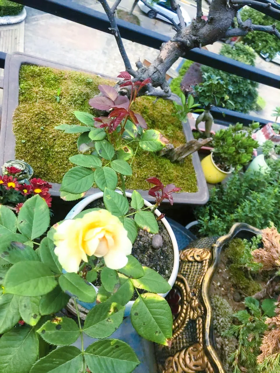 谁懂养花人的快乐?