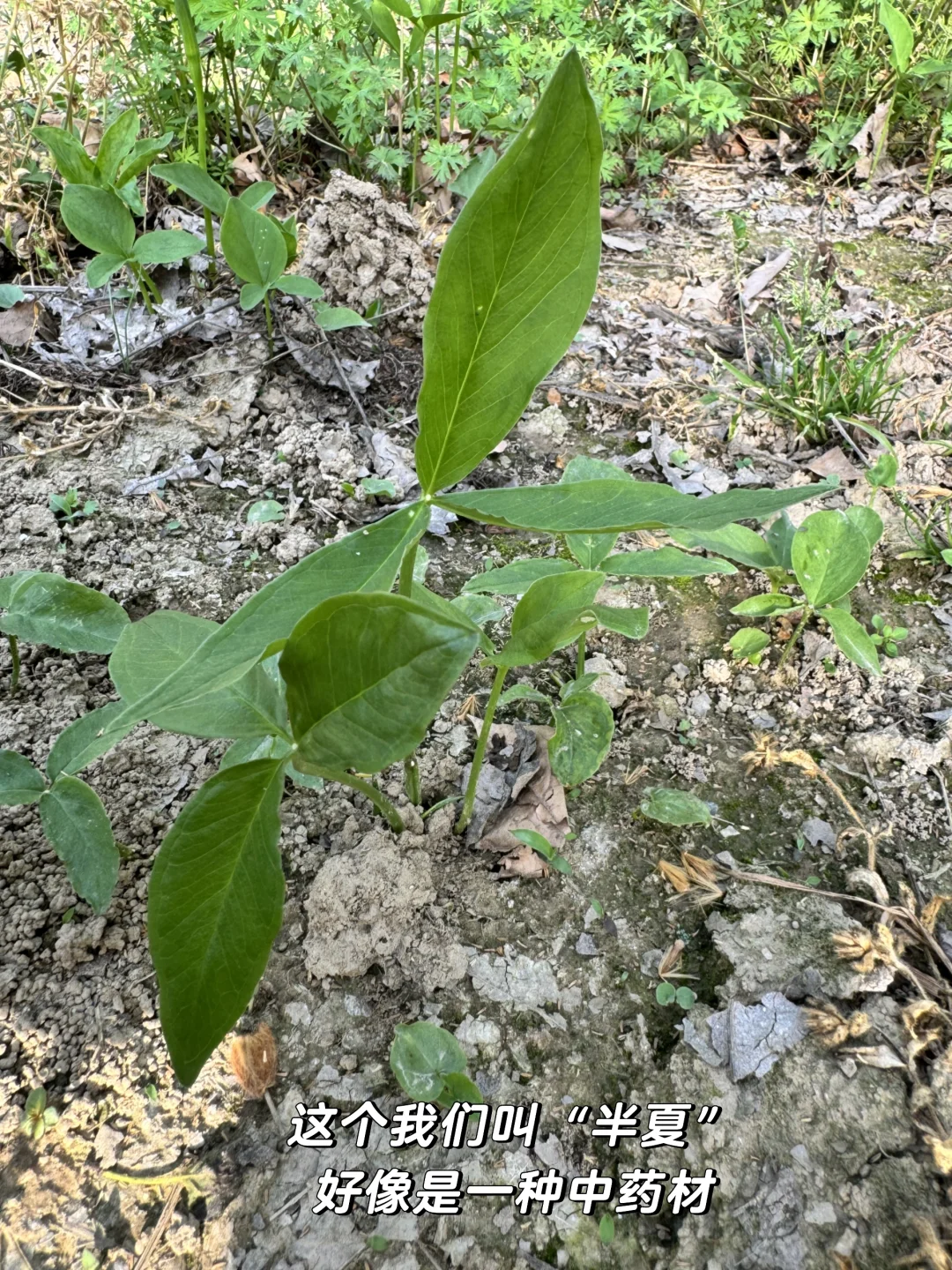老妈的宝藏菜园，承包我家一年的蔬菜?