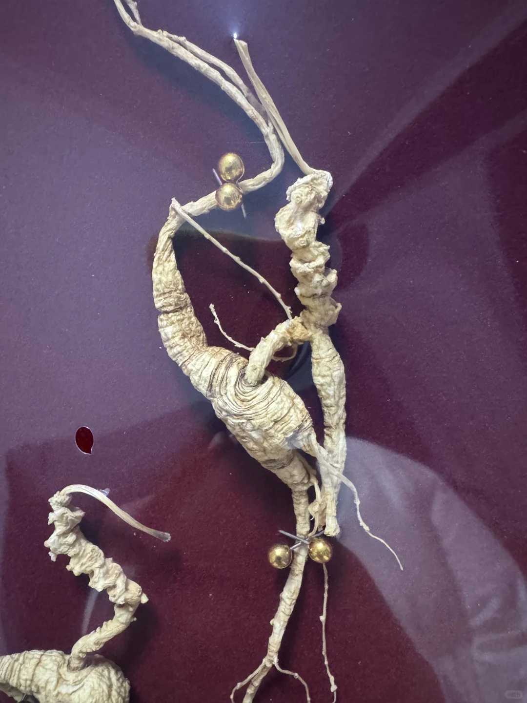 横灵体是多少人的偏爱