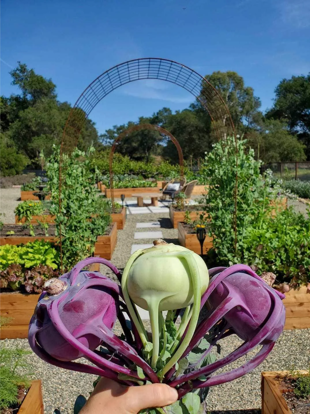 我们种植了什么：2024年秋冬花园