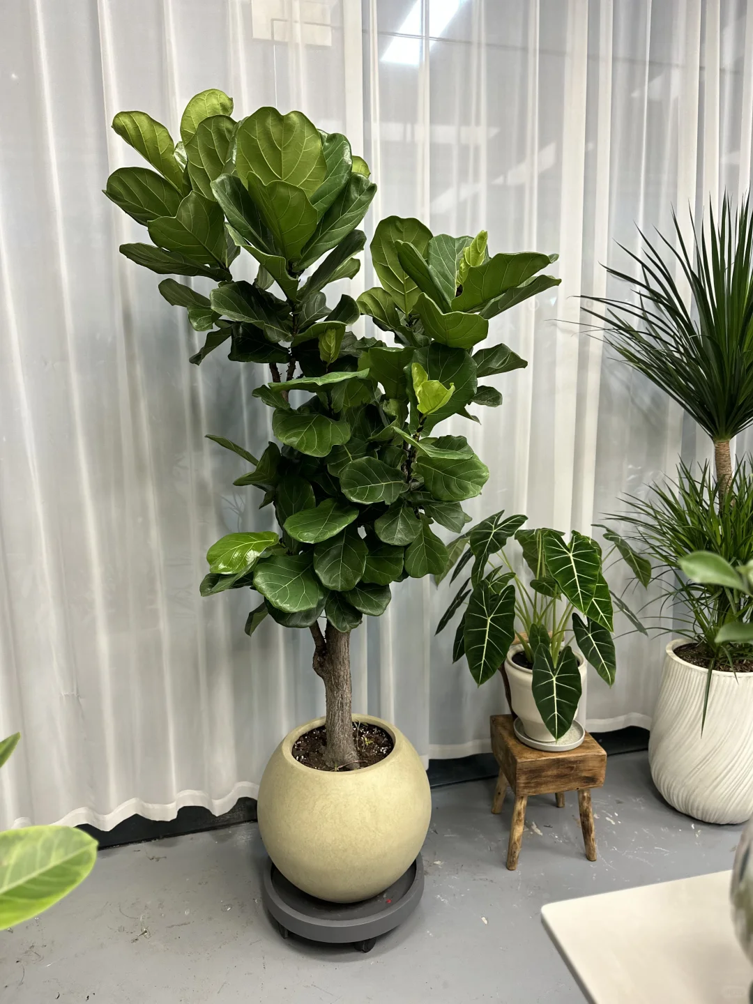 想看看你们的绿植！