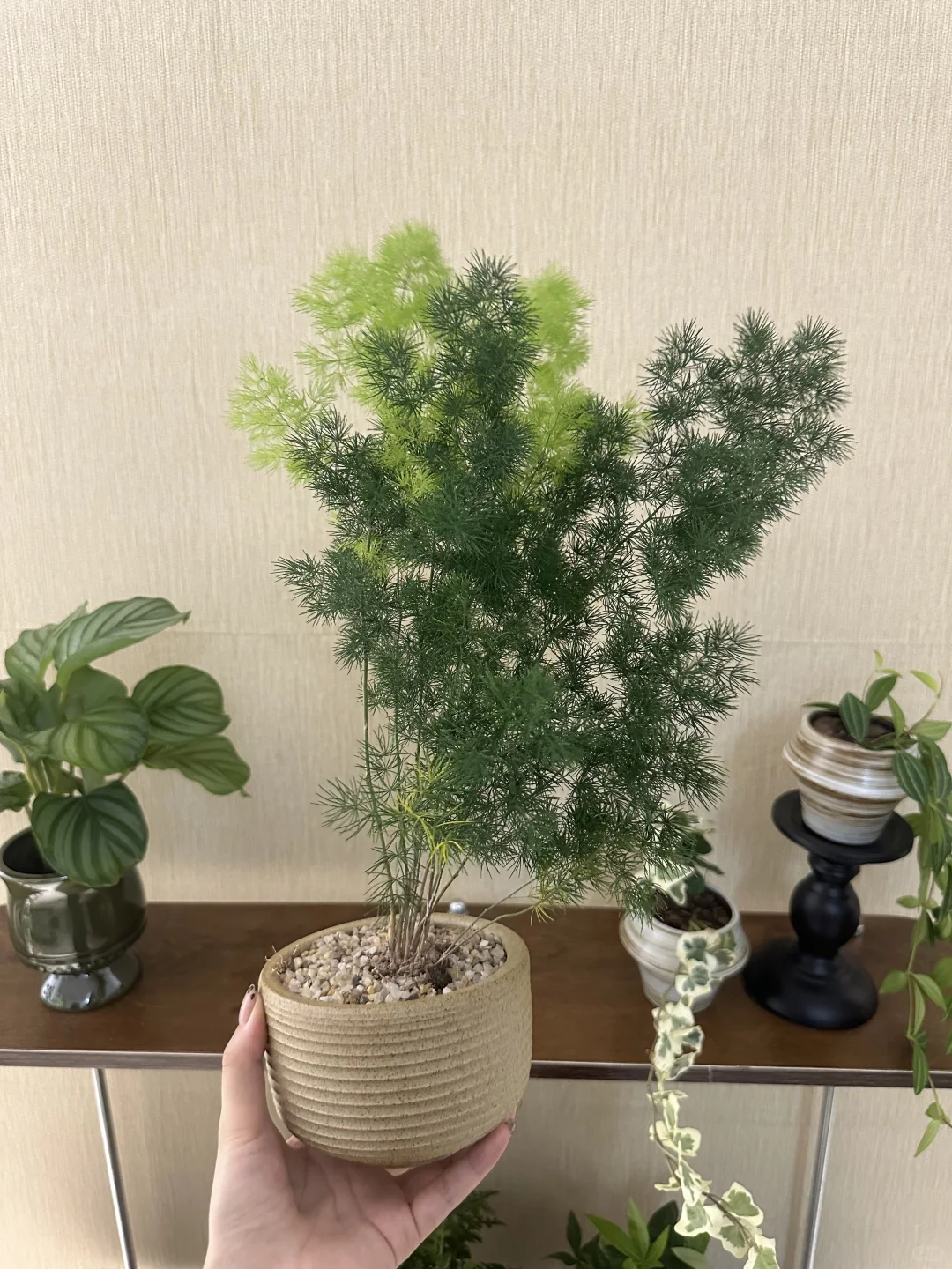 ?网购绿植开箱