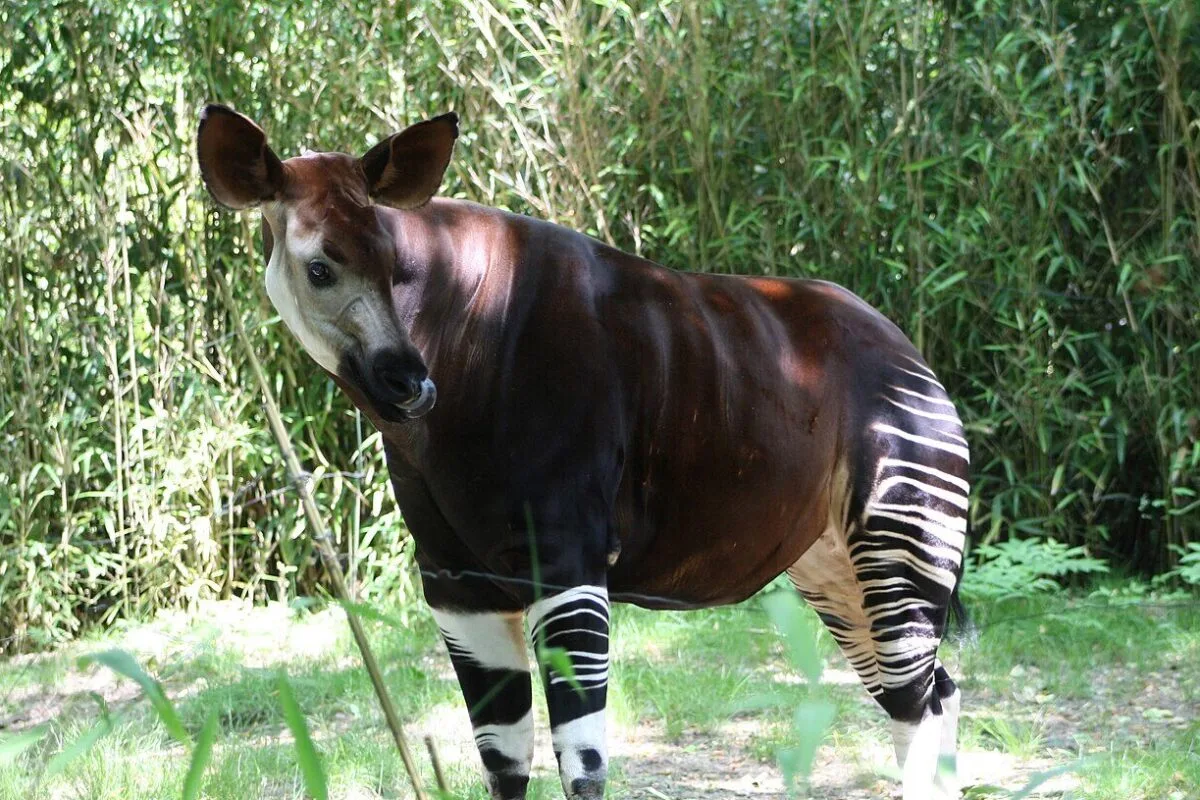 最新消息霍加狓正式被录入CITIS附录1啦！