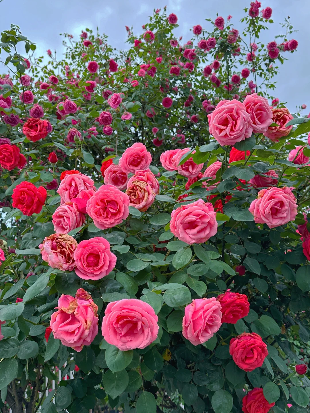 发现一片超美的玫瑰花园