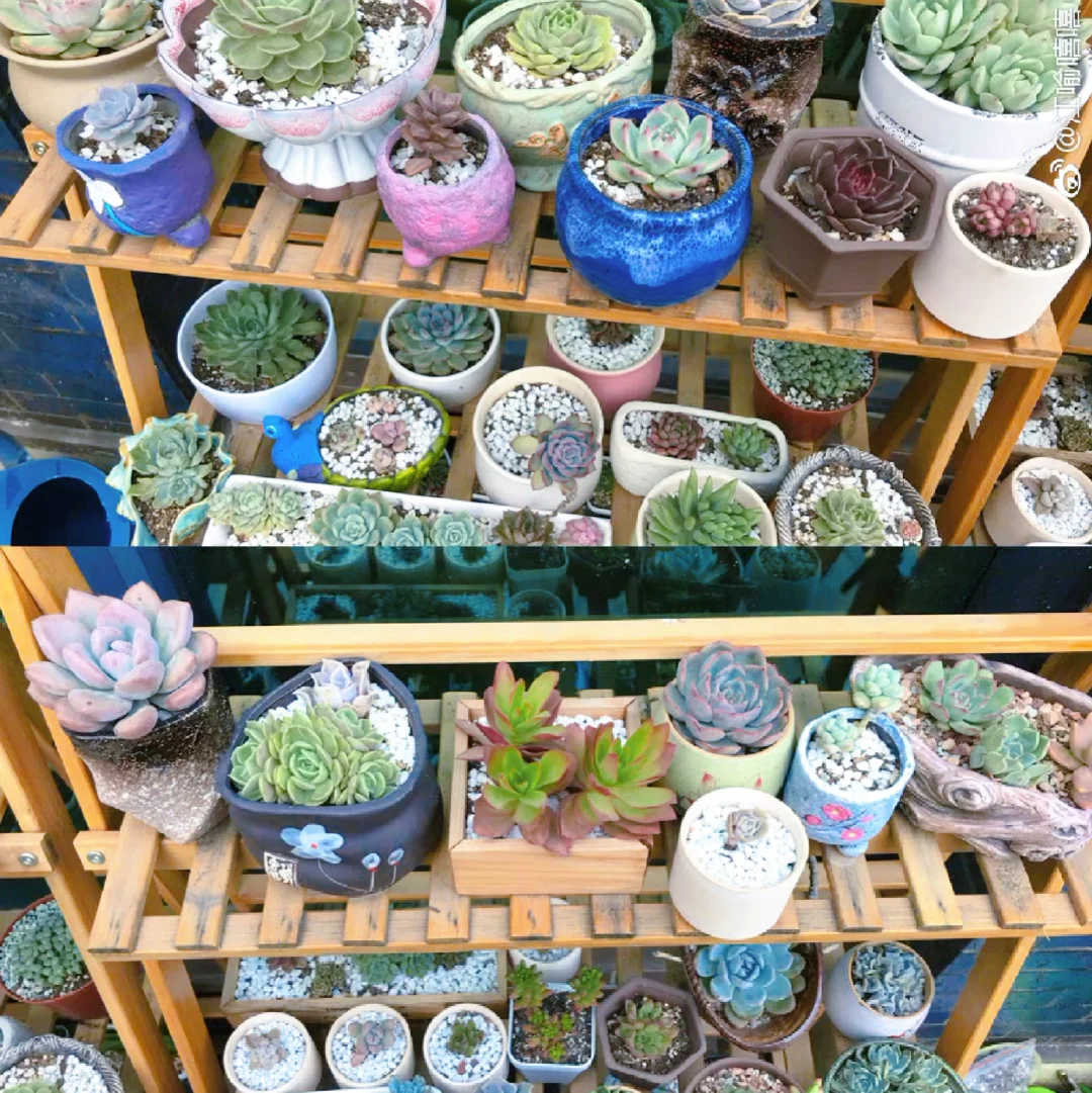 谁懂养花人的快乐?