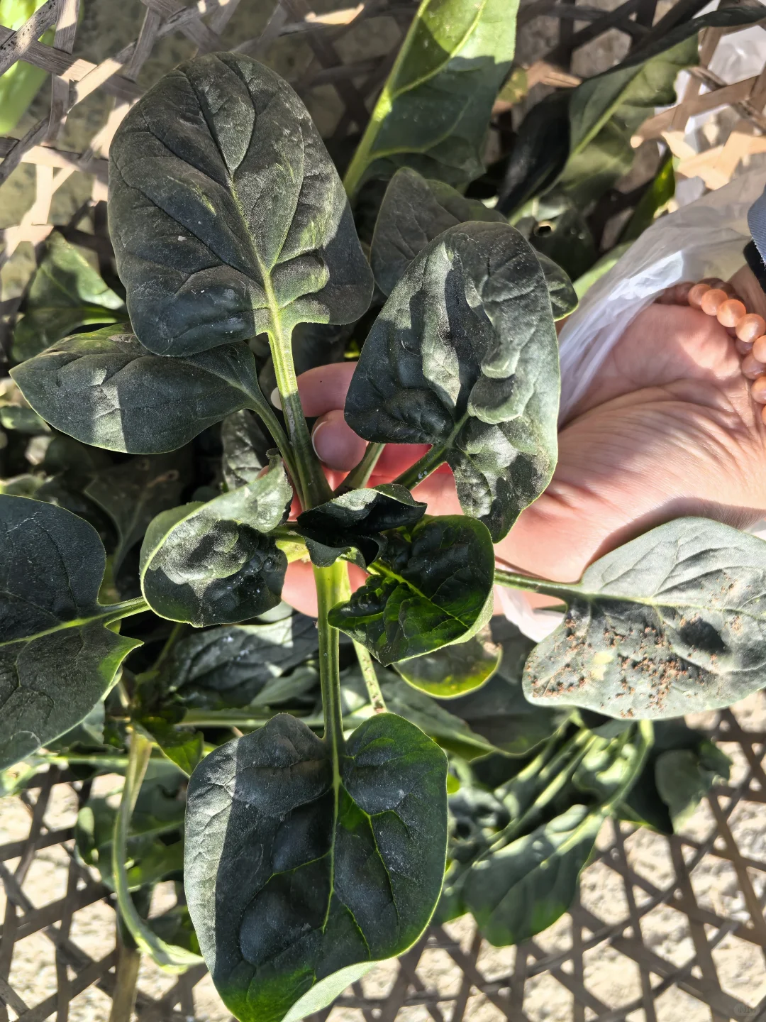 菜地种植的图片随时更新1.2