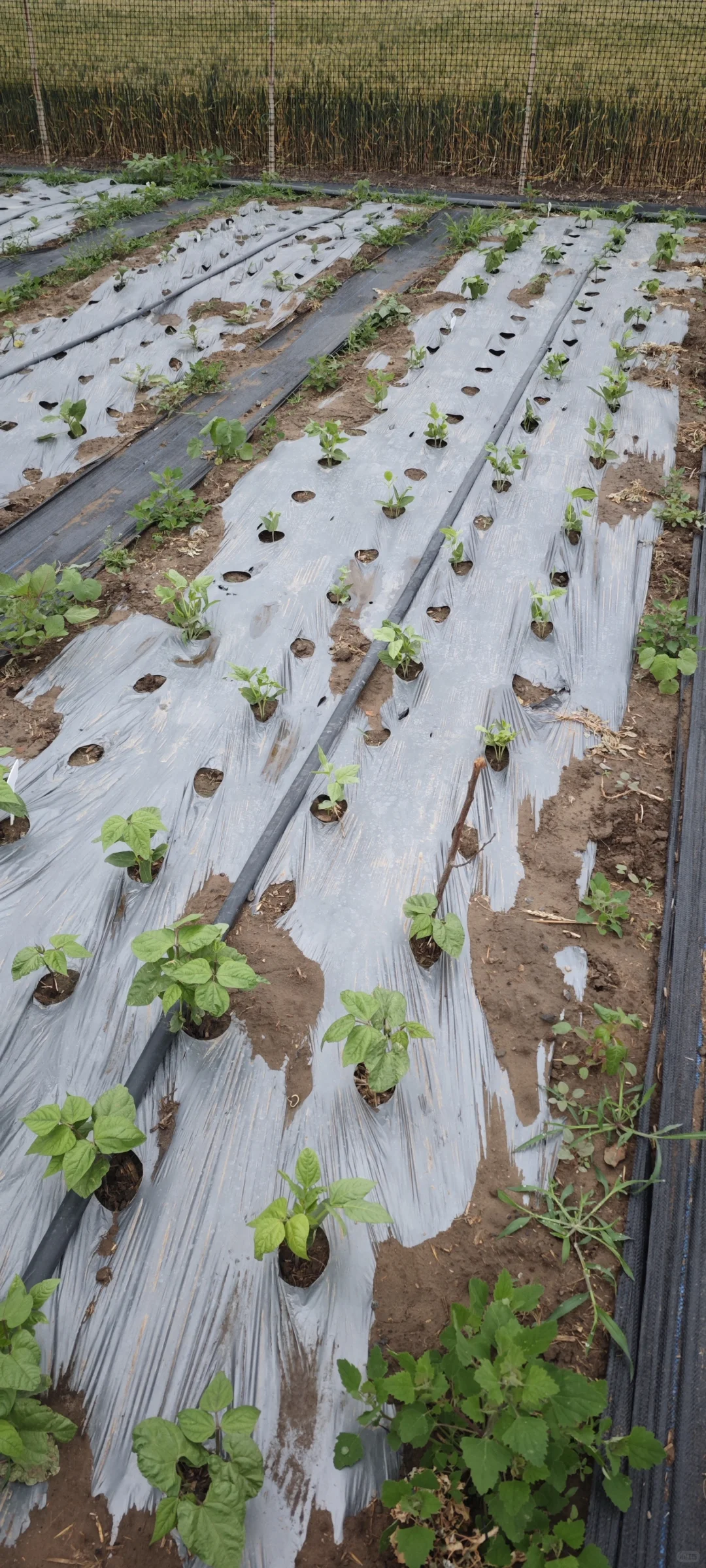 记录一下农场菜地的现状