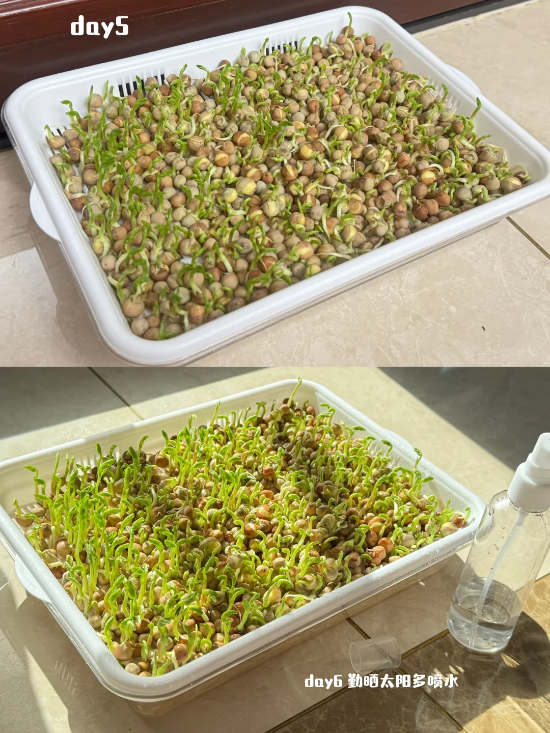 速报❗️刻在DNA里的种菜基因已经觉醒了?