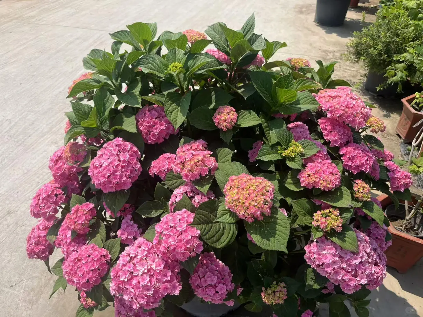 北京同城绿植基地